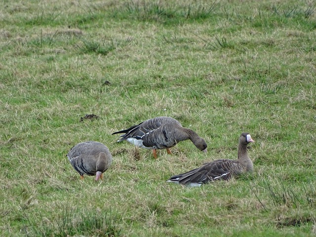 奥运足球赛事前瞻：法国有望在家门口夺金；西班牙力争实现大满贯.